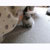 w2025 Hi Lily.jpg 402.8K